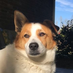 Meet your Posher, Sophie